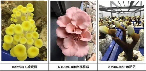 菇菇栽培研究室中文版